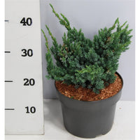 Himalaya-en – Juniperus squamata 'Meyeri' - C5 30-40 cm.