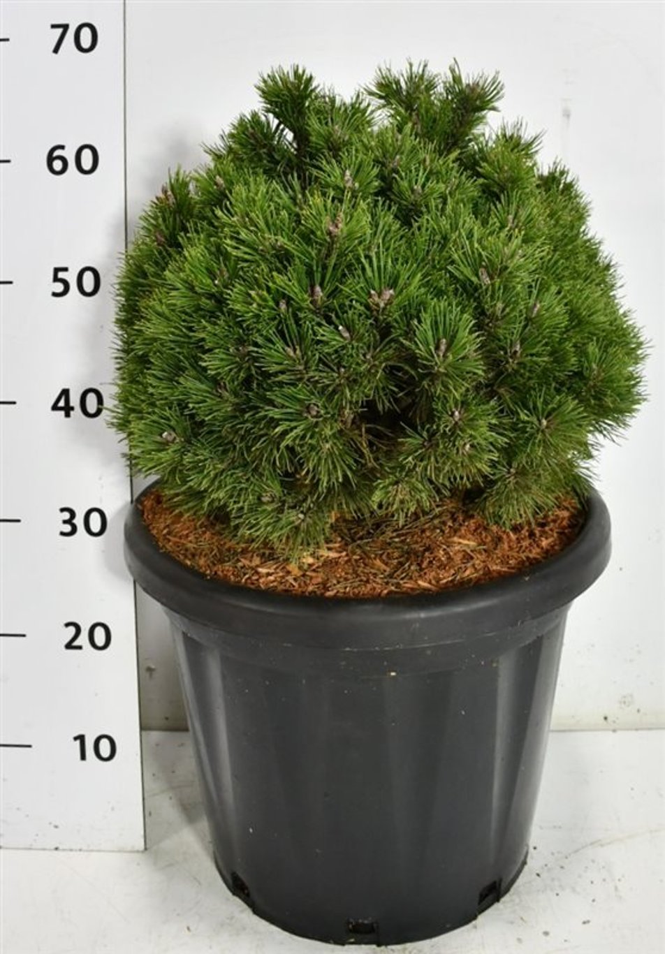 Bergtall – Pinus mugo &