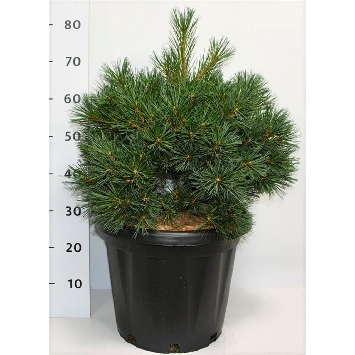 Västra vit­tall – Pinus strobus 'Krüger's Lilliput' - C25 40-50 cm.