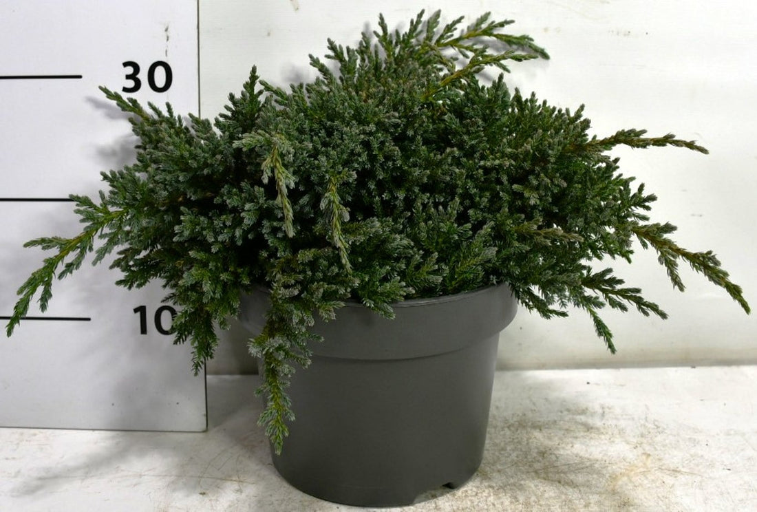 Himalaya-en – Juniperus squamata &