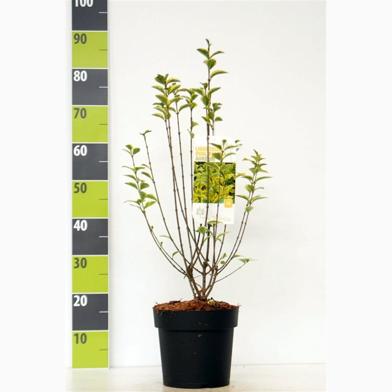 Liguster – Ligustrum ovalifolium 'Aureum' - C4,6 50-60 CM