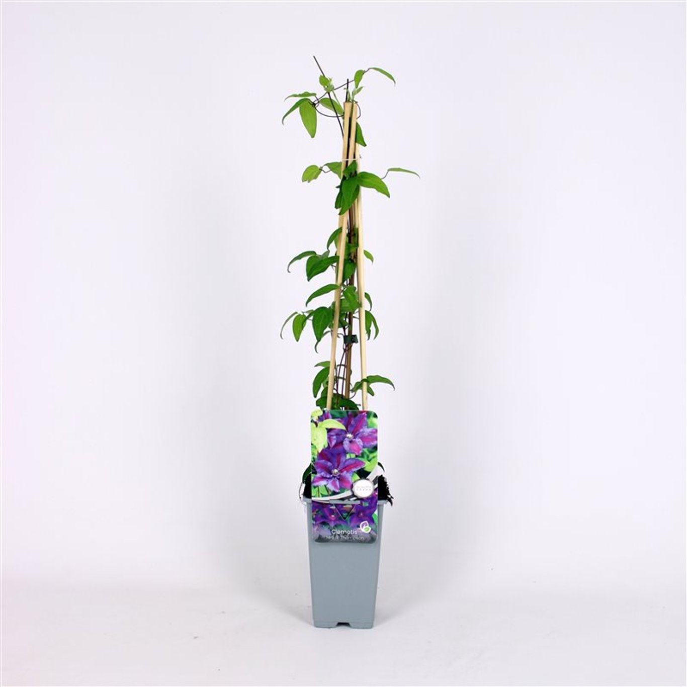 Klematis – Clematis 'Mrs N. Thompson' - C2 70/+ CM