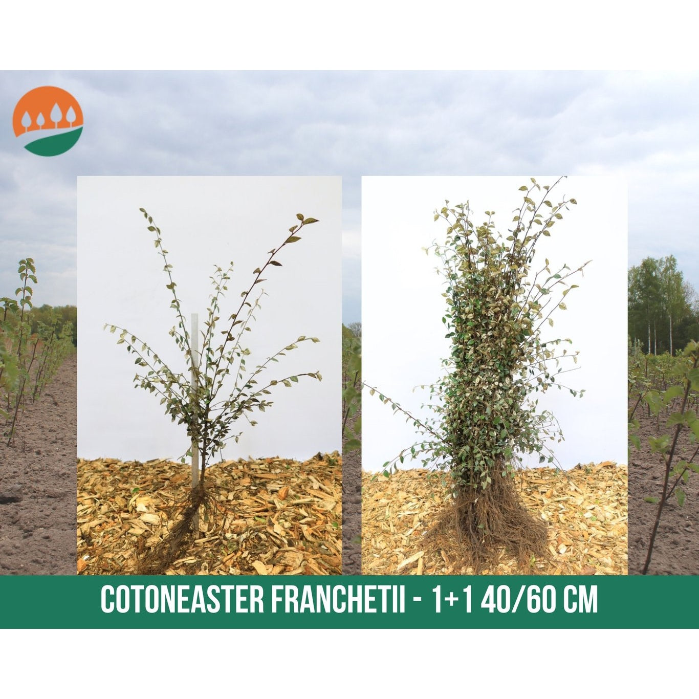 Krypoxbär – Cotoneaster franchetii - 40-60 CM bare root 1/1