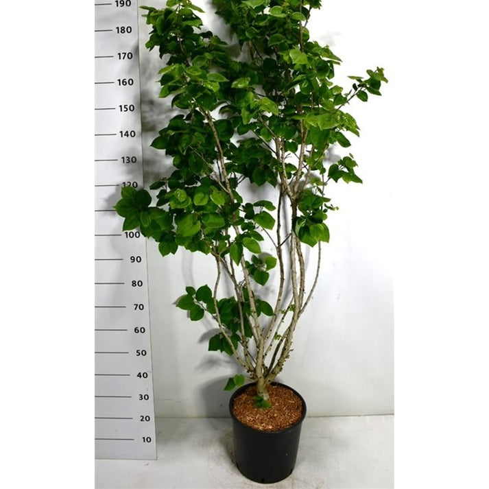 Kinesisk judasträd – Cercis chinensis 'Avondale' - C18 100-125 cm.