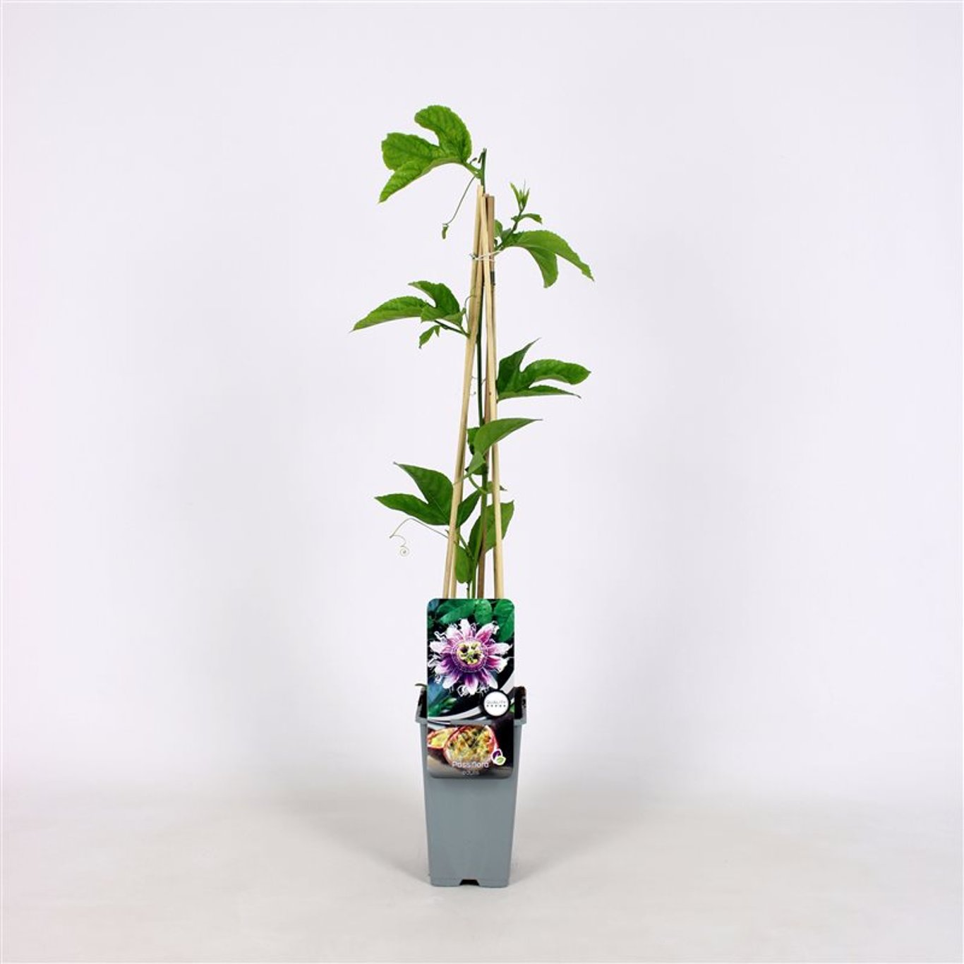 Passionsfrukt – Passiflora edulis - C2 70/+ CM