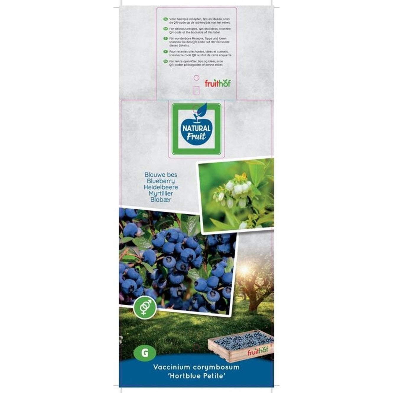 Trädgårdsblåbär – Vaccinium corymbosum 'Hortblue Petite' - C5 50-60 CM