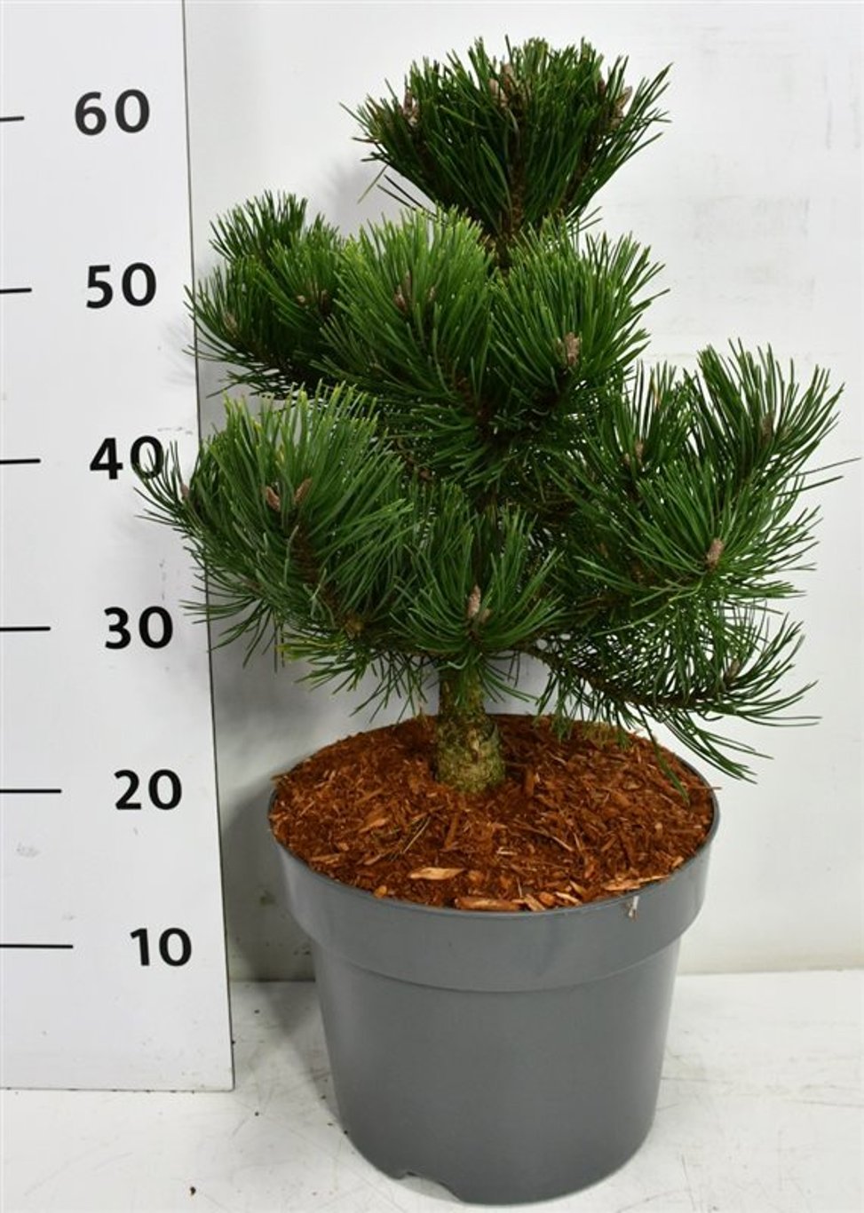 Bergtall – Pinus mugo &