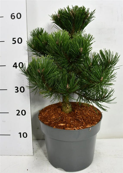 Bergtall – Pinus mugo &