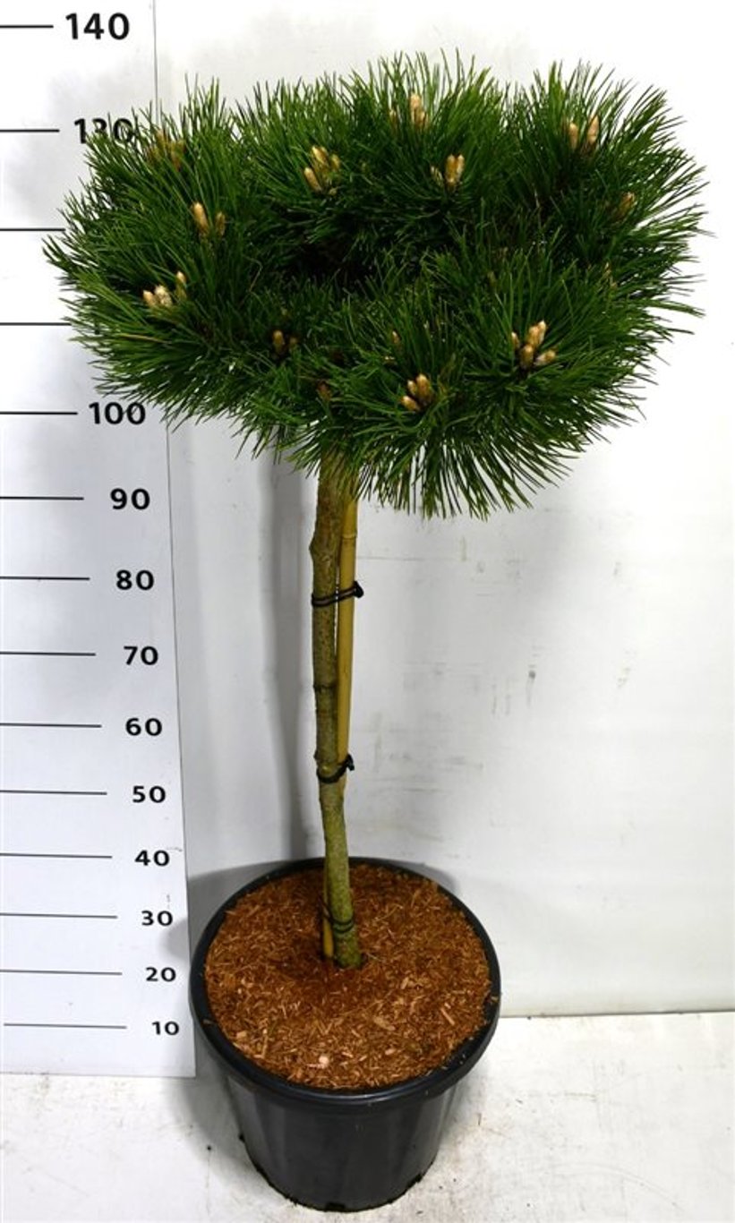 Svarttall – Pinus nigra &