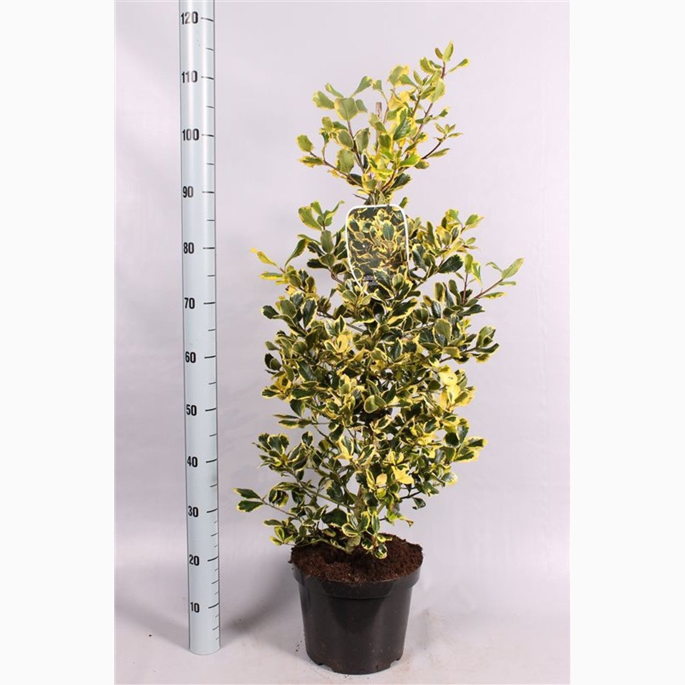 Järnek – Ilex altaclerensis 'Golden King' - C7.5 60-80 CM