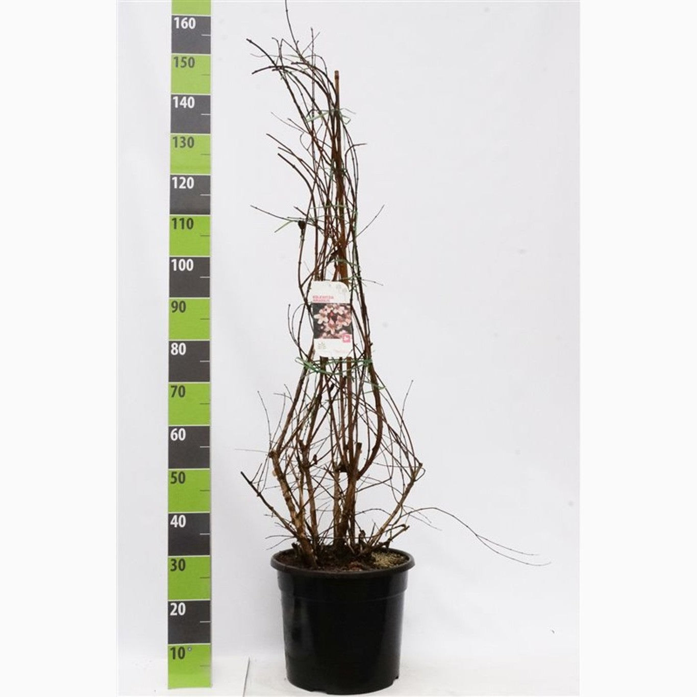 Paradisbuske – Kolkwitzia amabilis - C20 125-150 CM