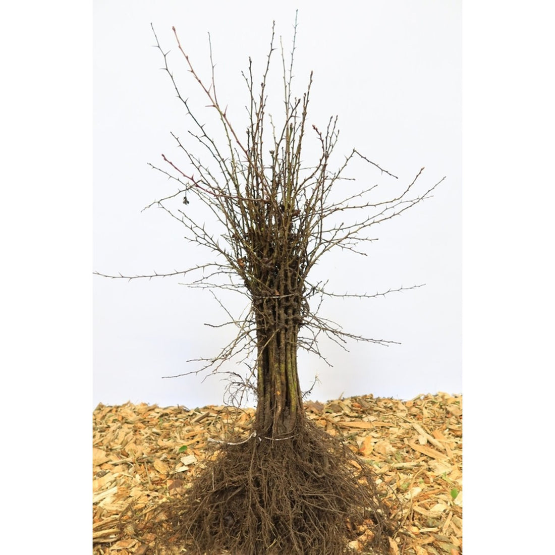 Hagtorn – Crataegus monogyna - 40-60 CM barrot 1/1