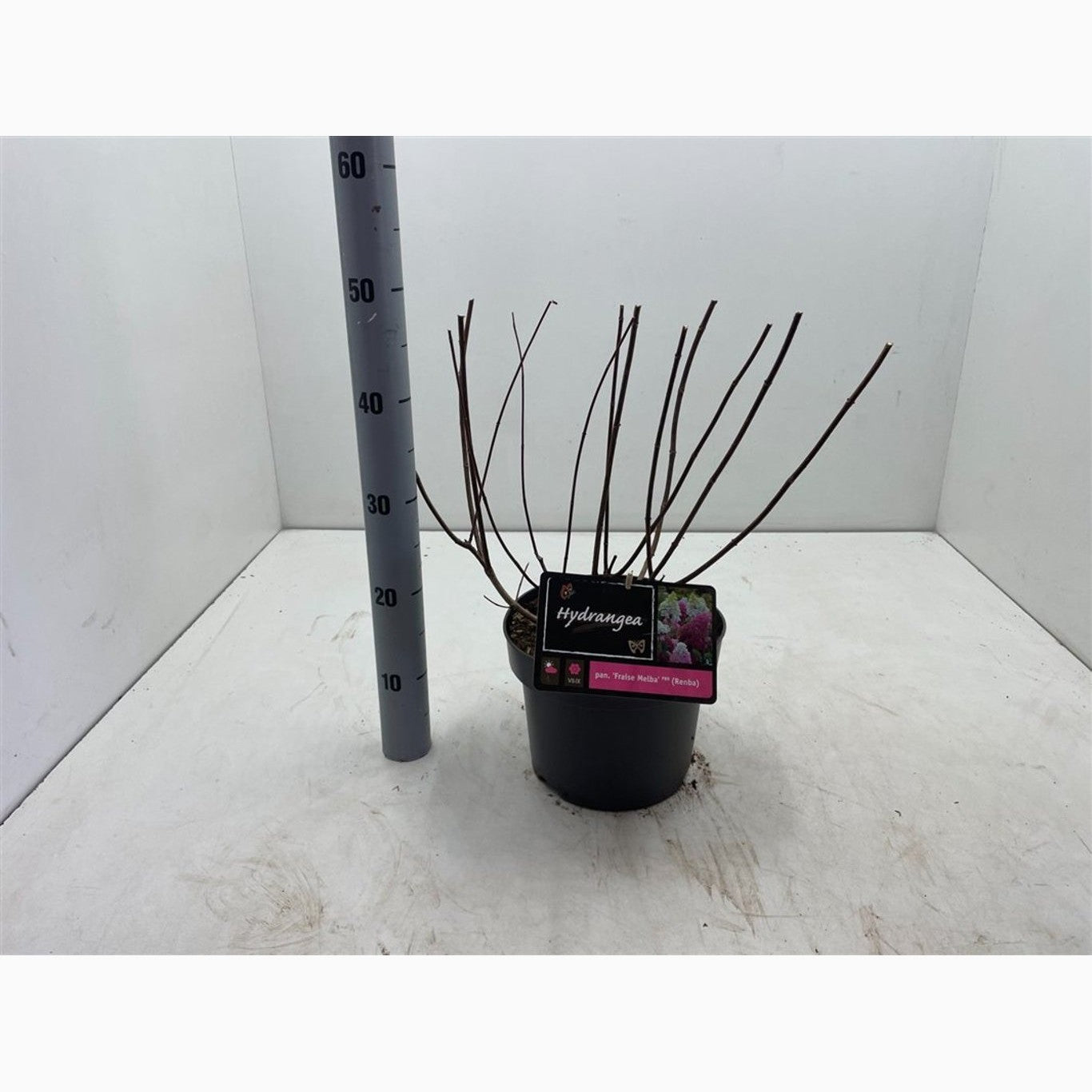 Syrenhortensia – Hydrangea paniculata 'Fraise Melba'® - C5