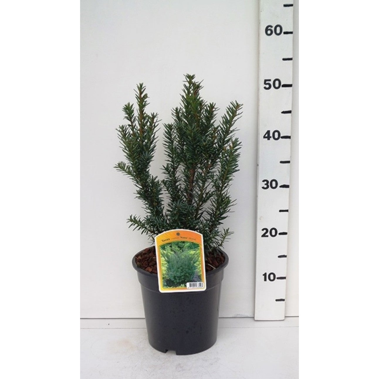 Japansk idegran – Taxus cuspidata nana - C3 25-30 CM