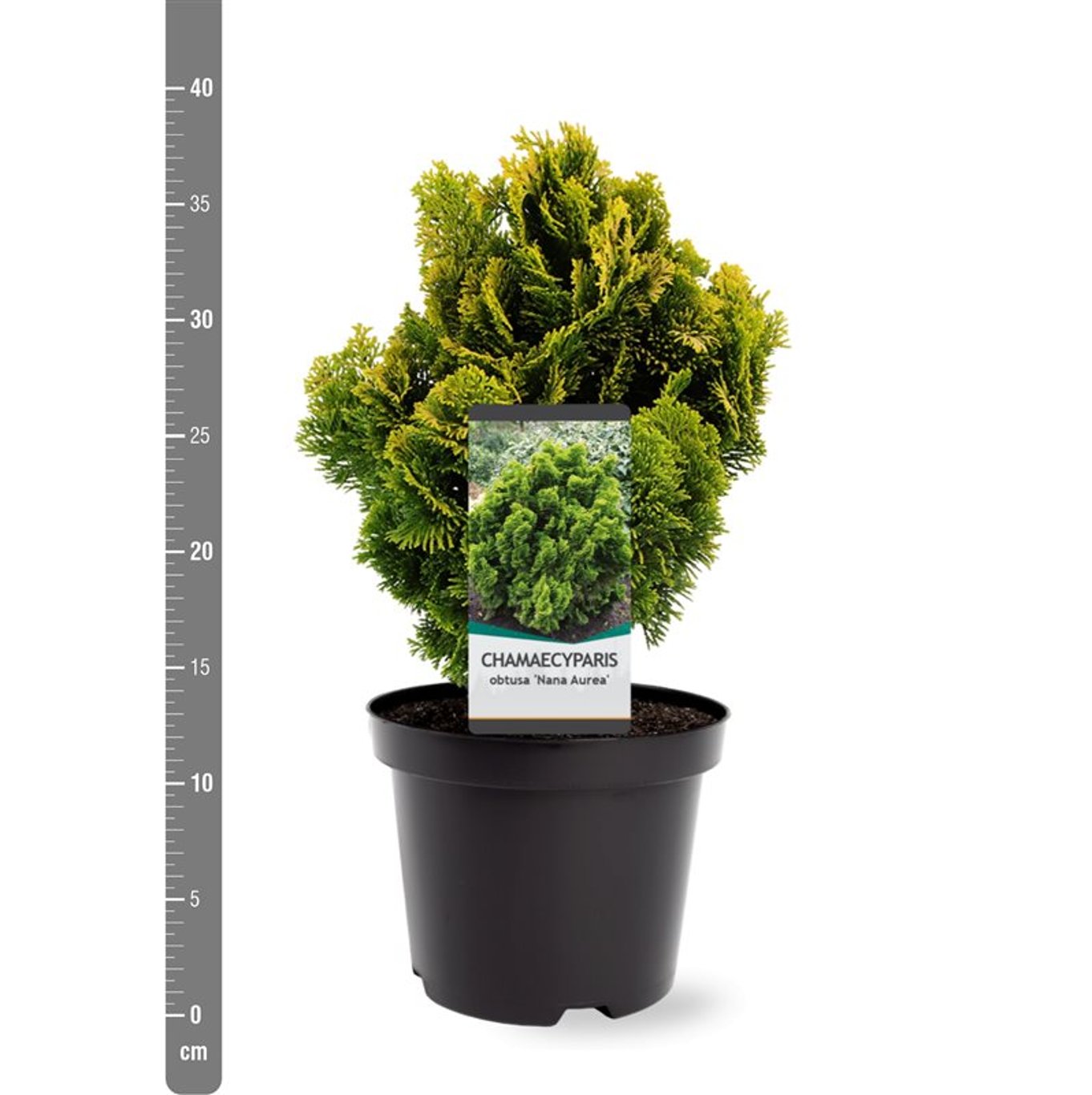 Ädelcypress – Chamaecyparis obtusa 'Nana Aurea' - C3 20-25 CM