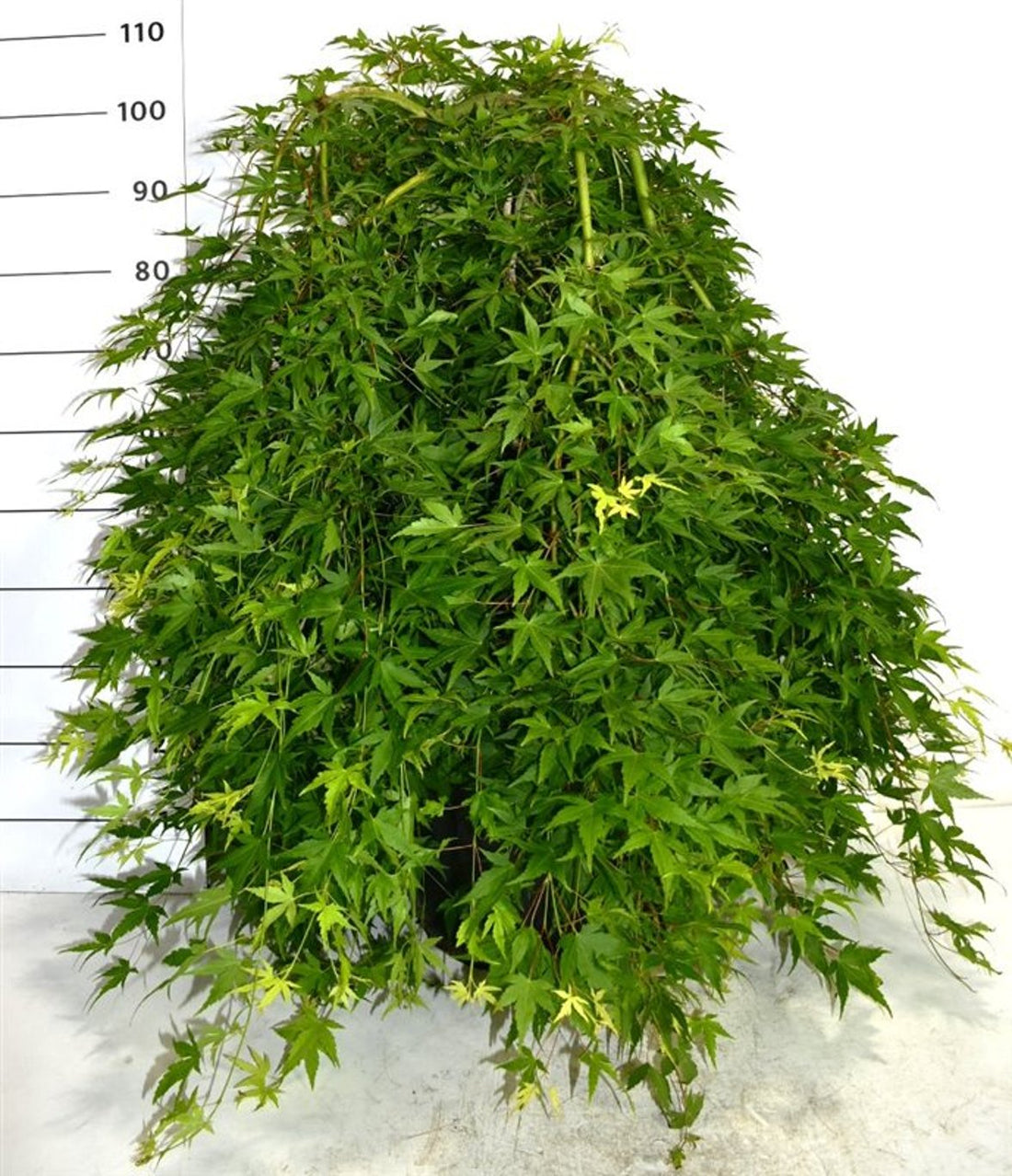 Japansk lönn – Acer palmatum &