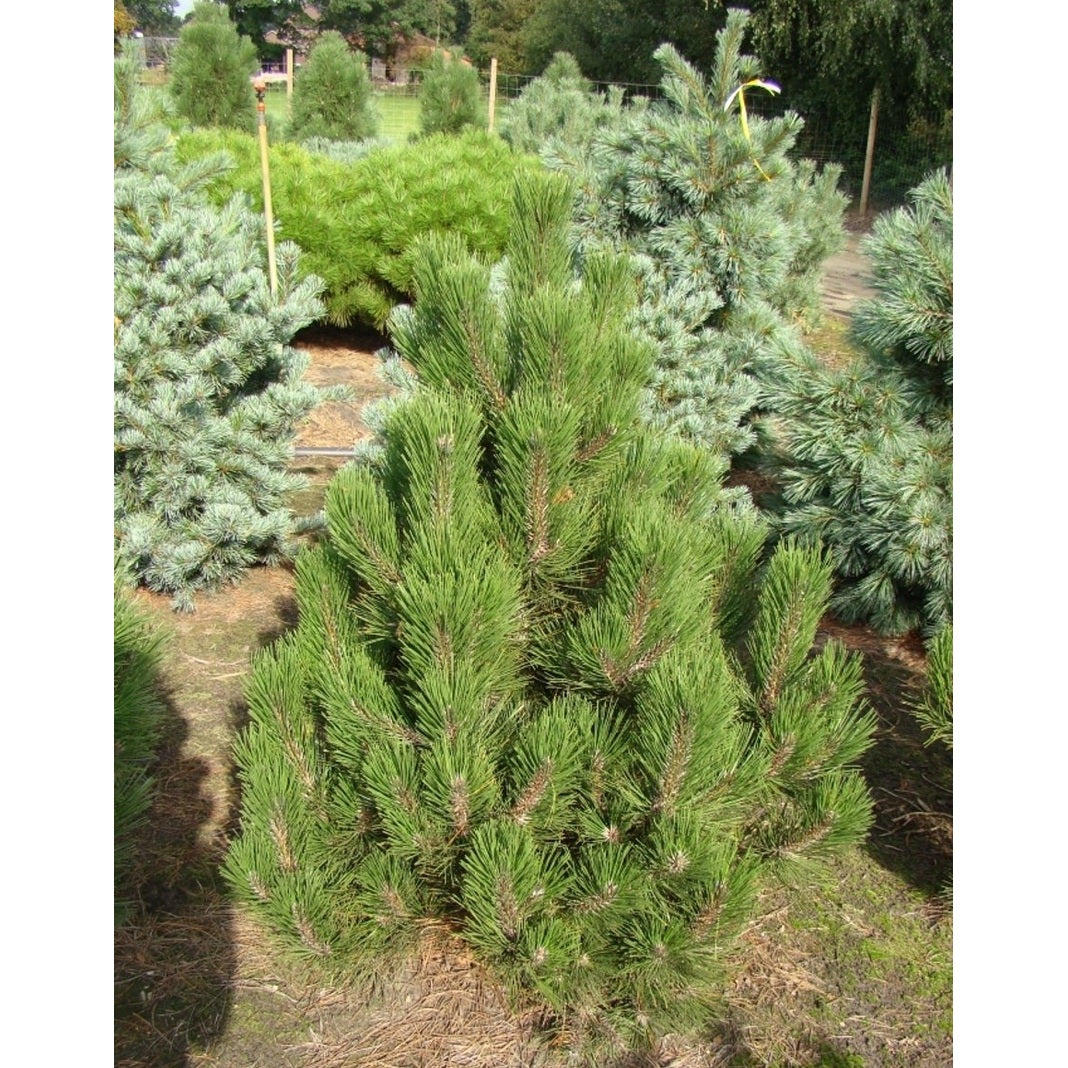 Svartbarrtall – Pinus heldreichii 'Fastigiata' - 70-80 CM RB Extra