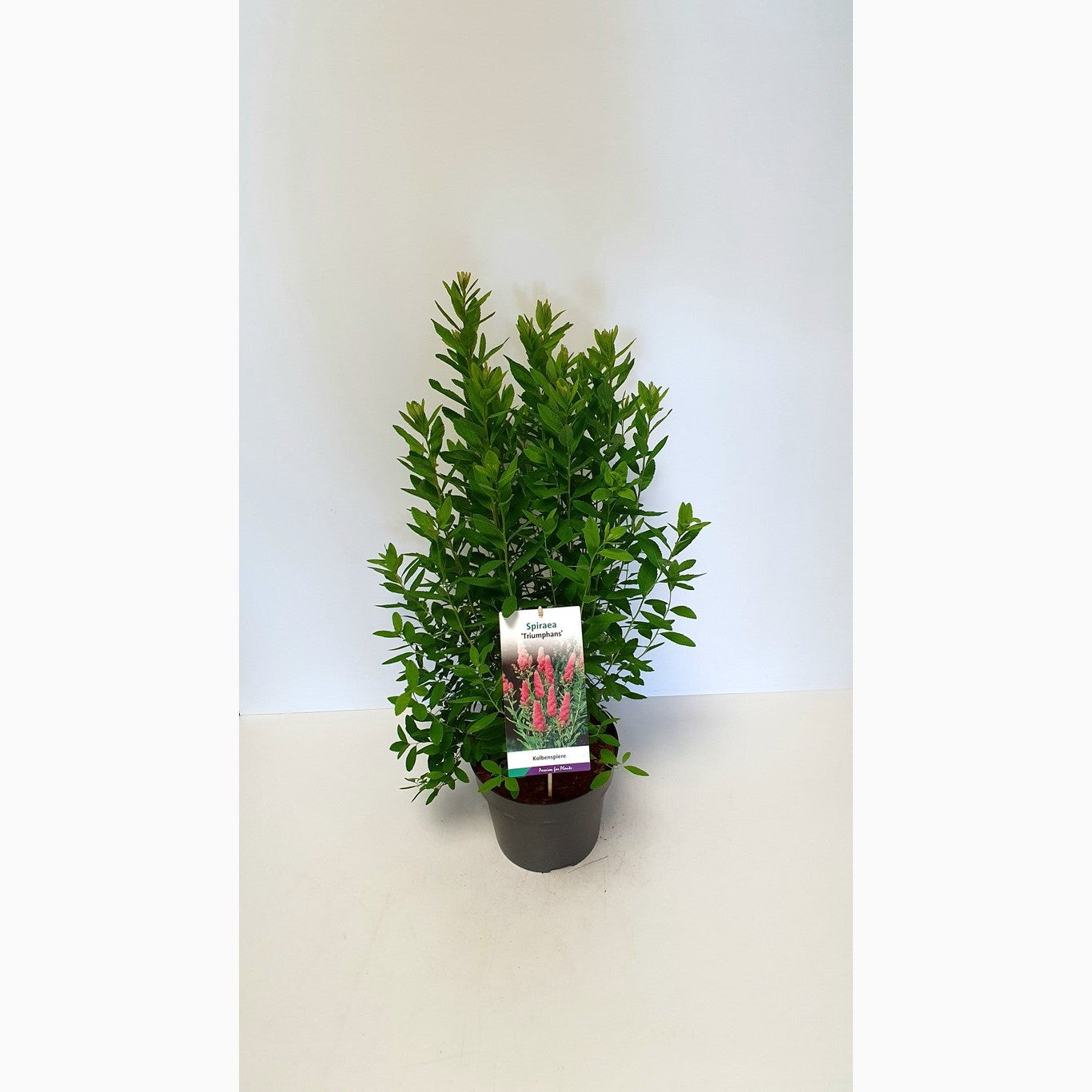 Rosenspirea – Spiraea billardii 'Triumphans' - C5 60-80 CM