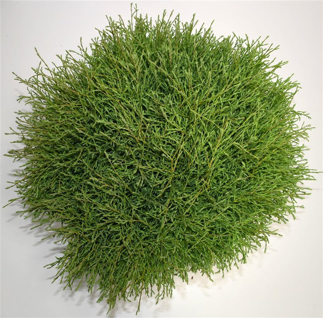 Thuja – Thuja occidentalis &