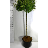 Japansk lönn – Acer palmatum 'Shaina' - C35 120 cm. Stam