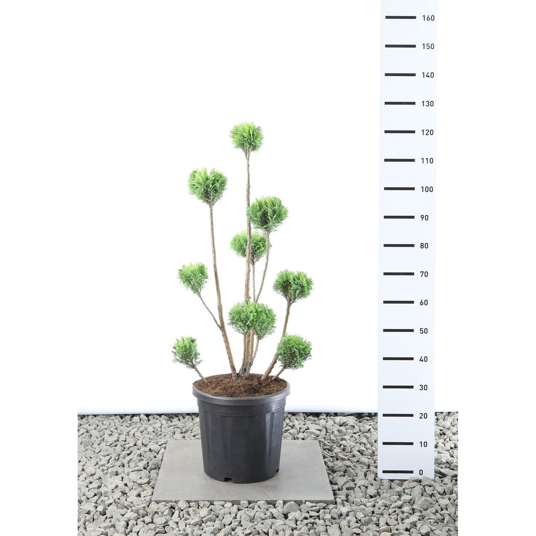 Ädelcypress – Chamaecyparis lawsoniana &