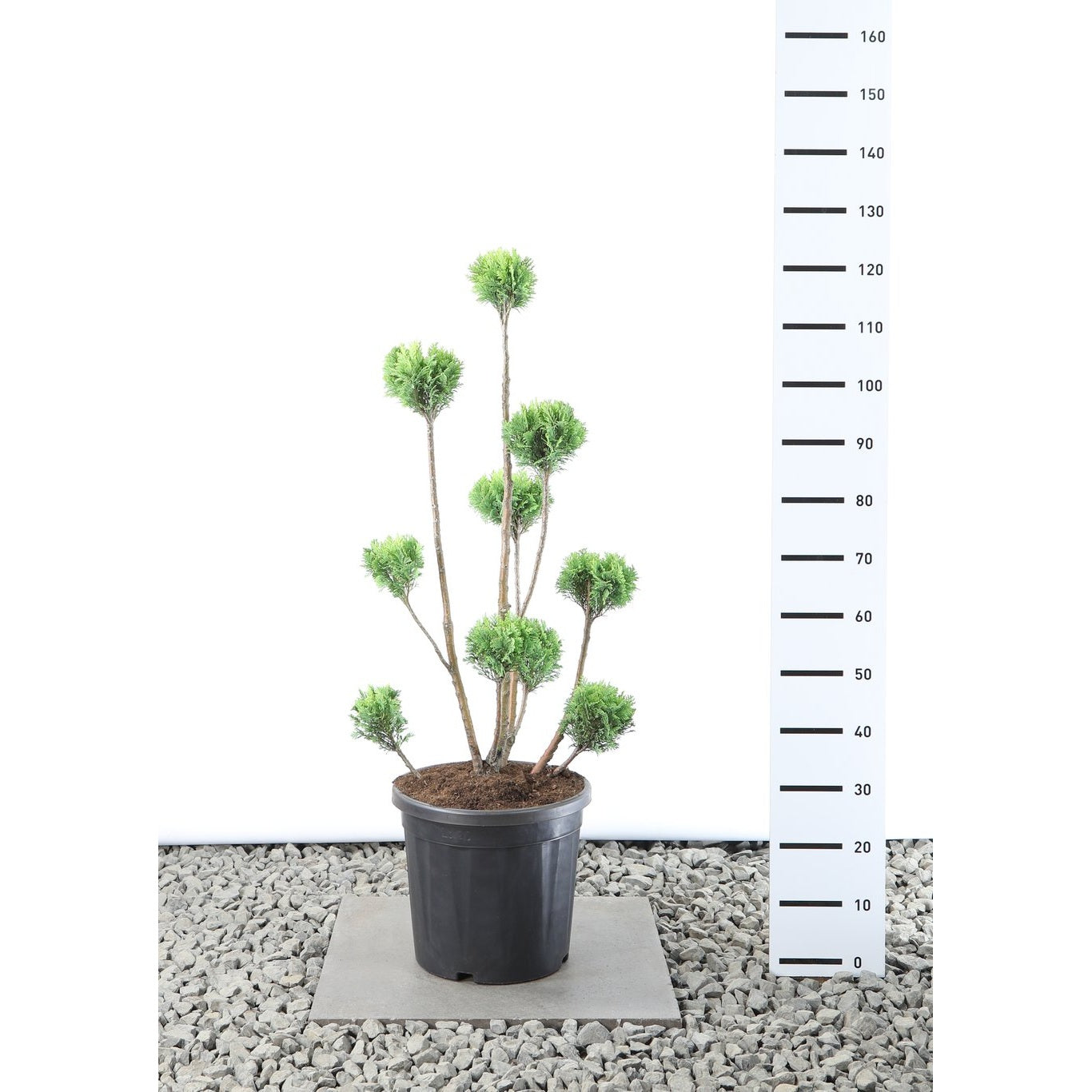 Ädelcypress – Chamaecyparis lawsoniana 'Ellw. Gold' - 80-100 CM PonPon Cont.