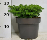 Koreagran – Abies koreana 'Brillant' - C5 25-30 cm.