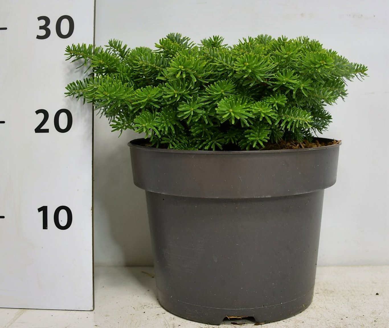 Koreagran – Abies koreana 'Brillant' - C5 25-30 cm.