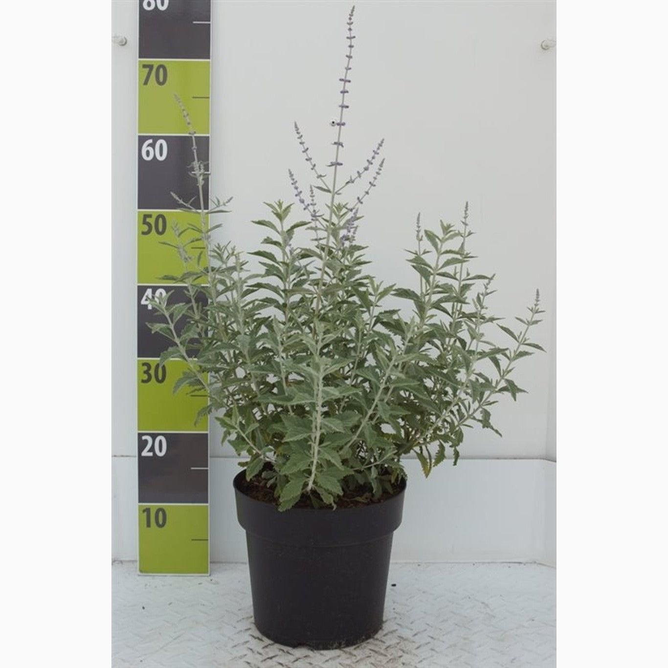 Perovskia – Perovskia atriplicifolia 'Silvery Blue' - C4,6 40-60 CM