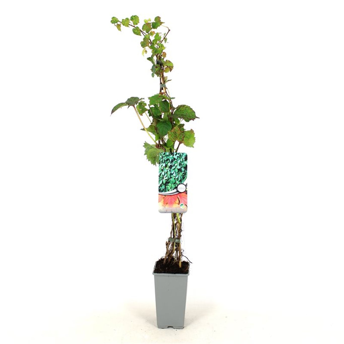 Klättervildvin – Parthenocissus tricuspidata 'Veitch.Robusta' - C2 80-100 CM Stick