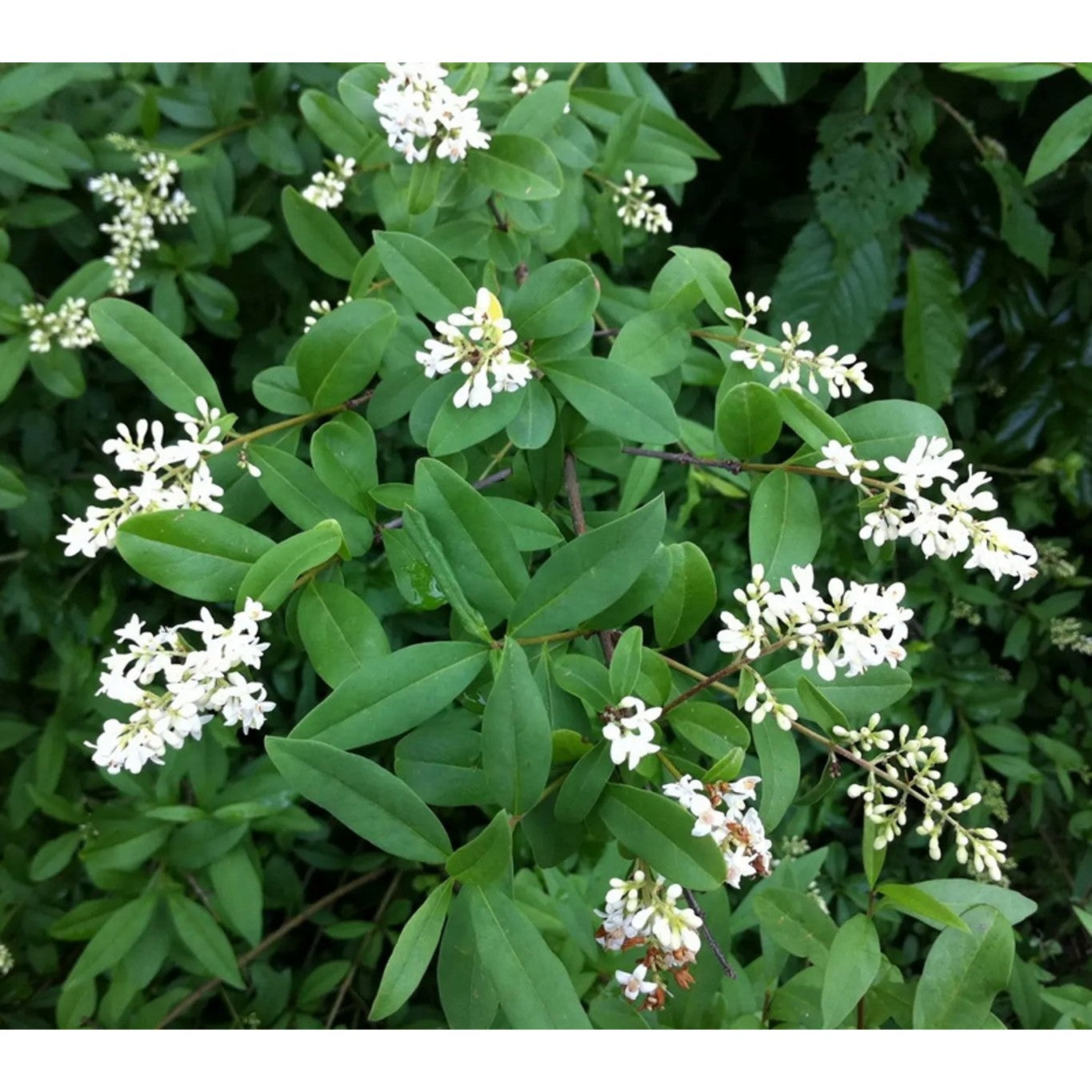 Liguster – Ligustrum vulgare 'Atrovirens' - 40-60 CM bare root 0/2  4-5 branche