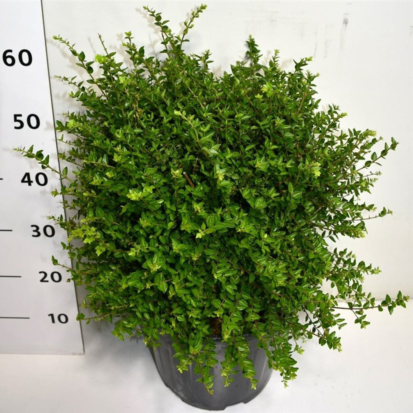 Glansbuske – Lonicera nitida 'Copper Glow' - C15 30-40 cm. Bol