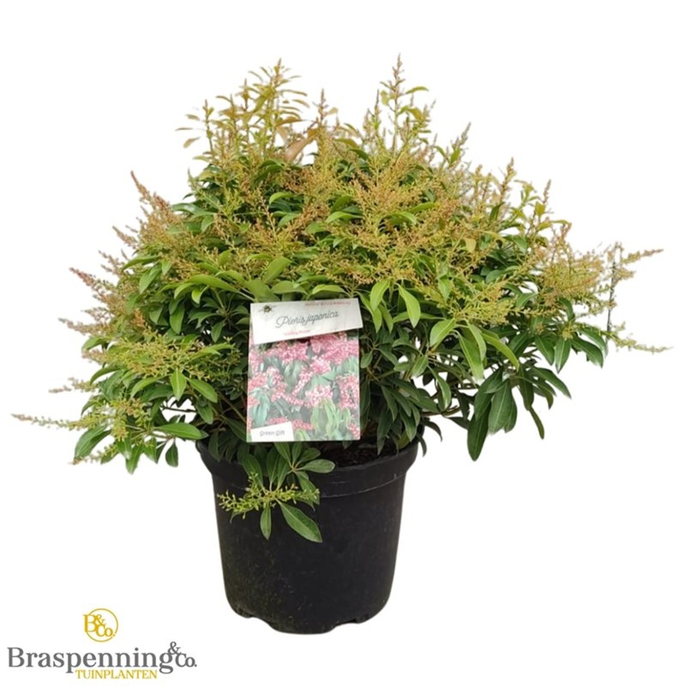 Japansk ljungpieris – Pieris japonica 'Valley Rose' - C10 40-50 CM