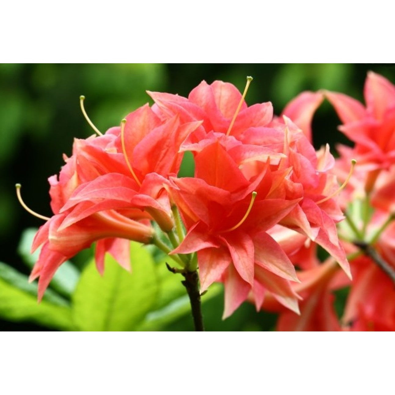 Rhododendron – Rhododendron (AR); 'Norma' - C5 30-40 CM