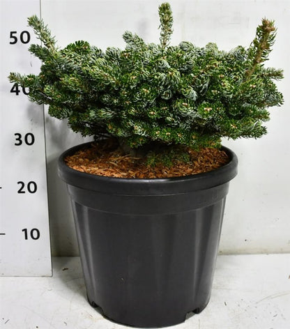 Koreagran – Abies koreana &