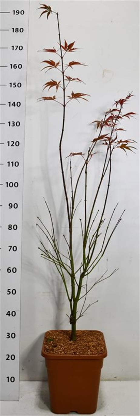 Japansk lönn – Acer palmatum &