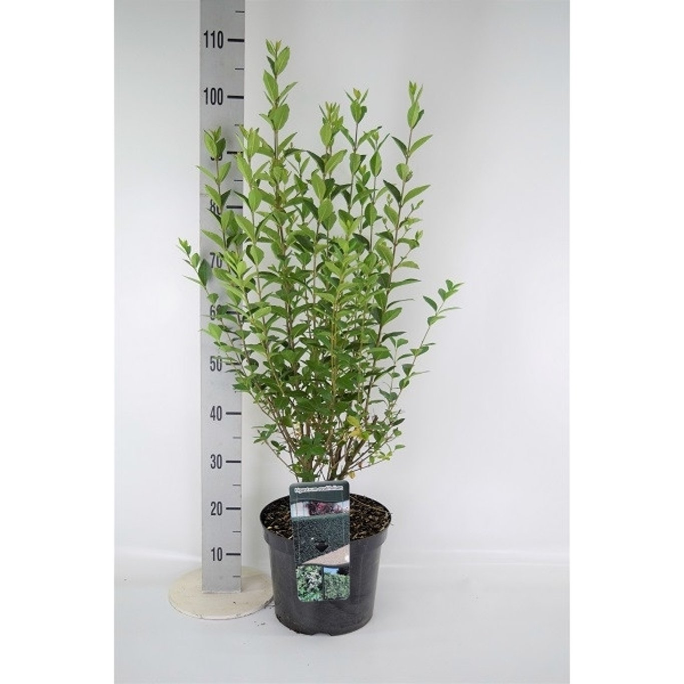 Liguster – Ligustrum ovalifolium - C7.5 80-100 CM
