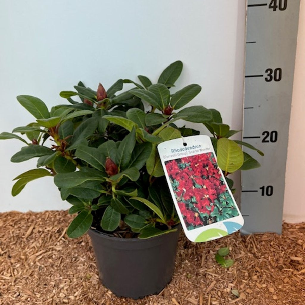 Rhododendron – Rhododendron (F); 'Scarlet Wonder' - C2 15-20 CM