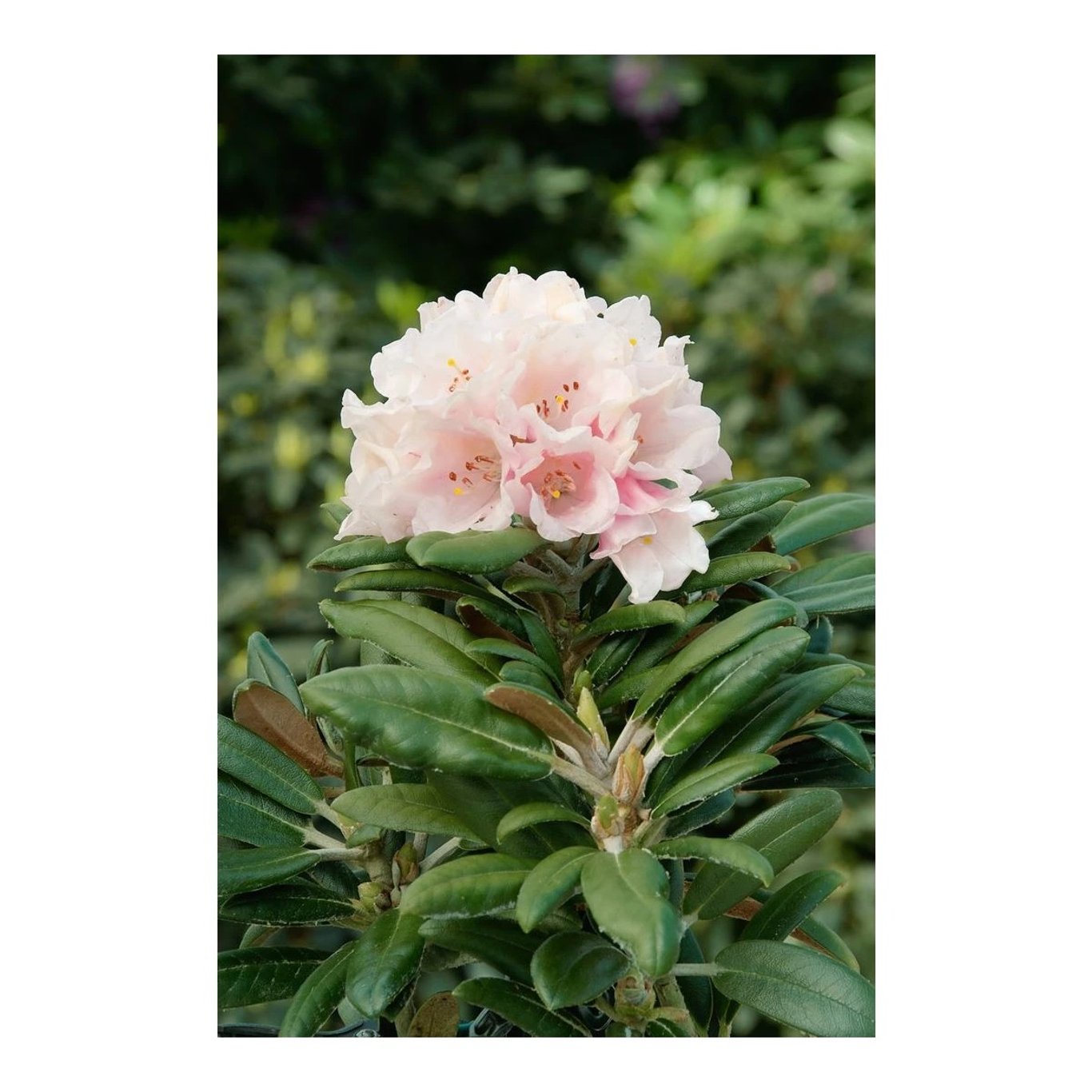 Rhododendron – Rhododendron (Y); 'Edelweiss' - C5 25-30 CM