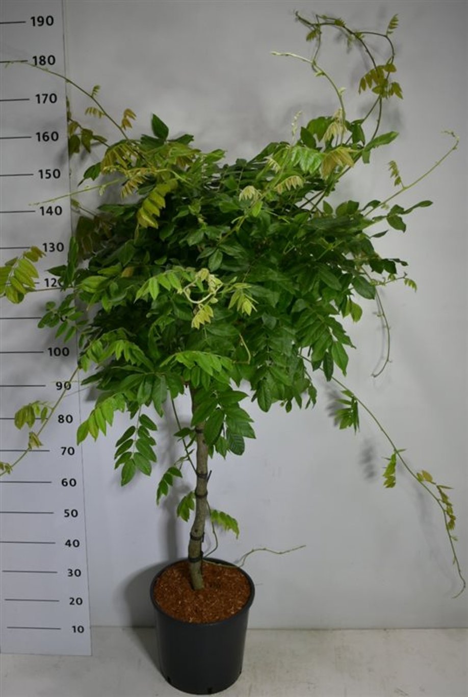 Japansk blåregn – Wisteria brachybotrys &