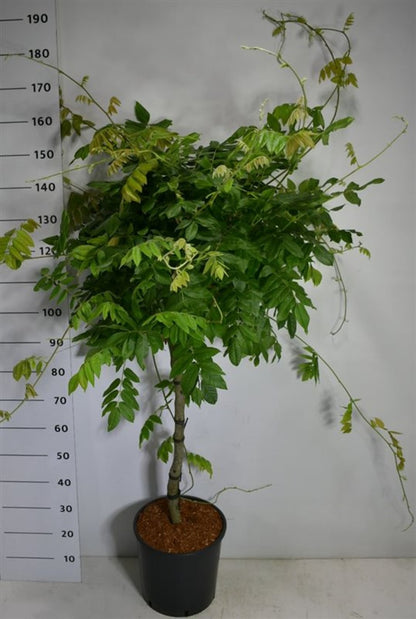 Japansk blåregn – Wisteria brachybotrys &