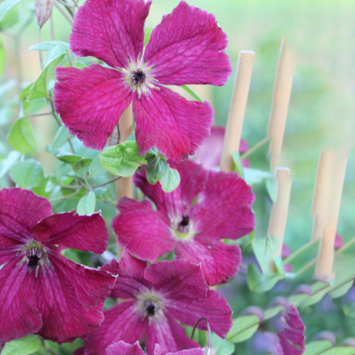 Klematis – Clematis 'Rubra' - C2 50-60 CM 3 Stick
