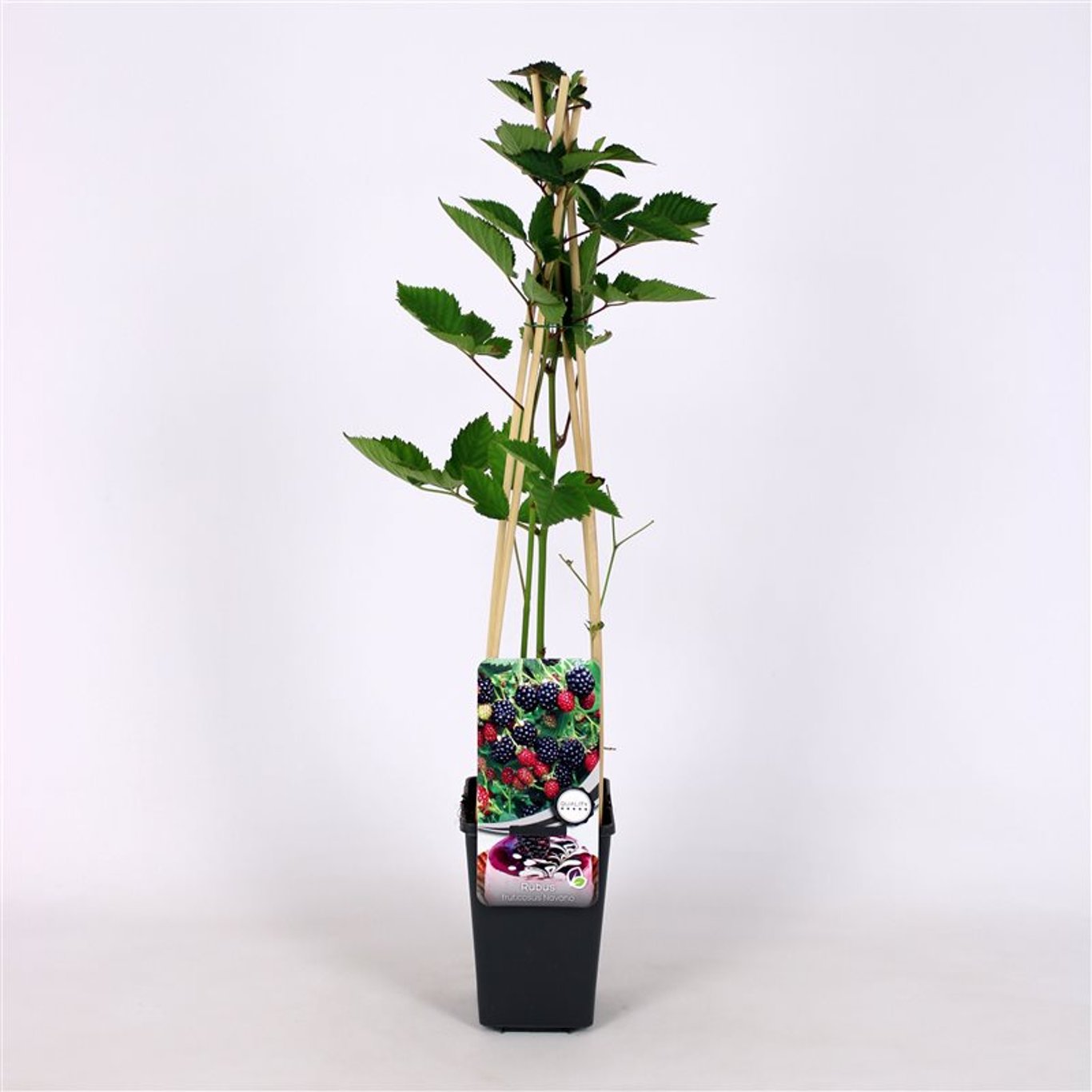 Björnbär – Rubus fruticosus 'Navaho' - C2 70/+ CM