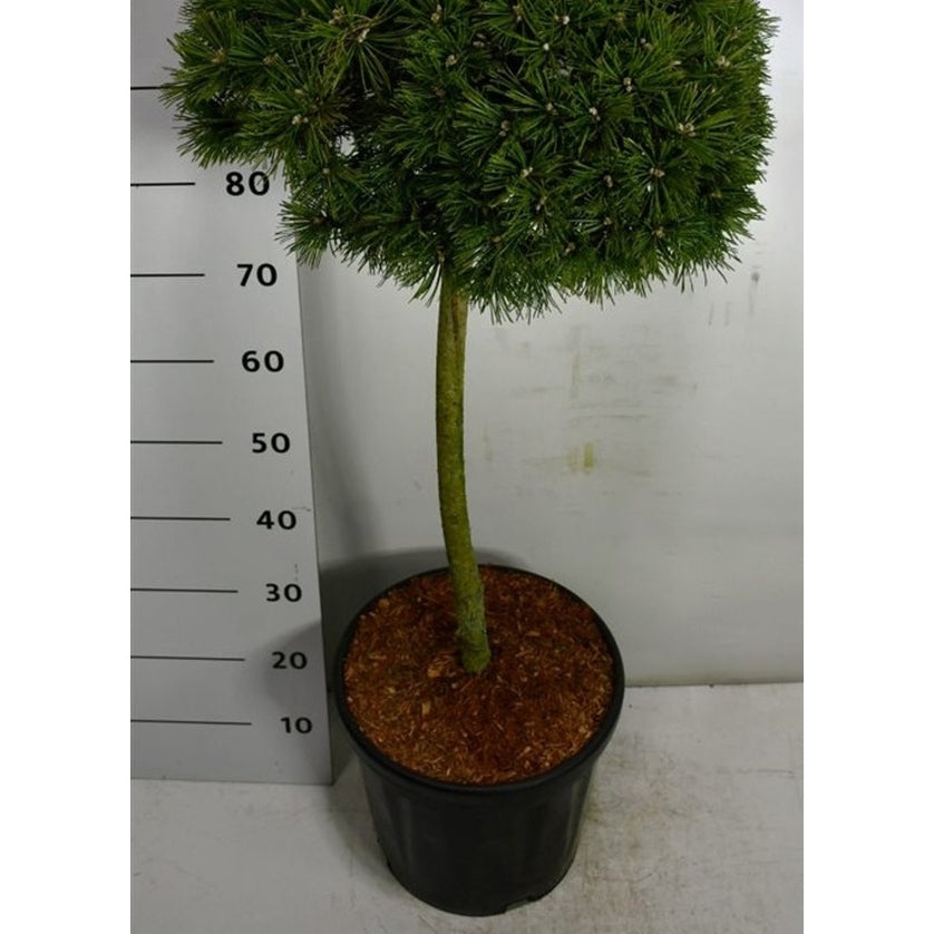 Bergtall – Pinus mugo 'Benjamin' - 60 CM Stem C25