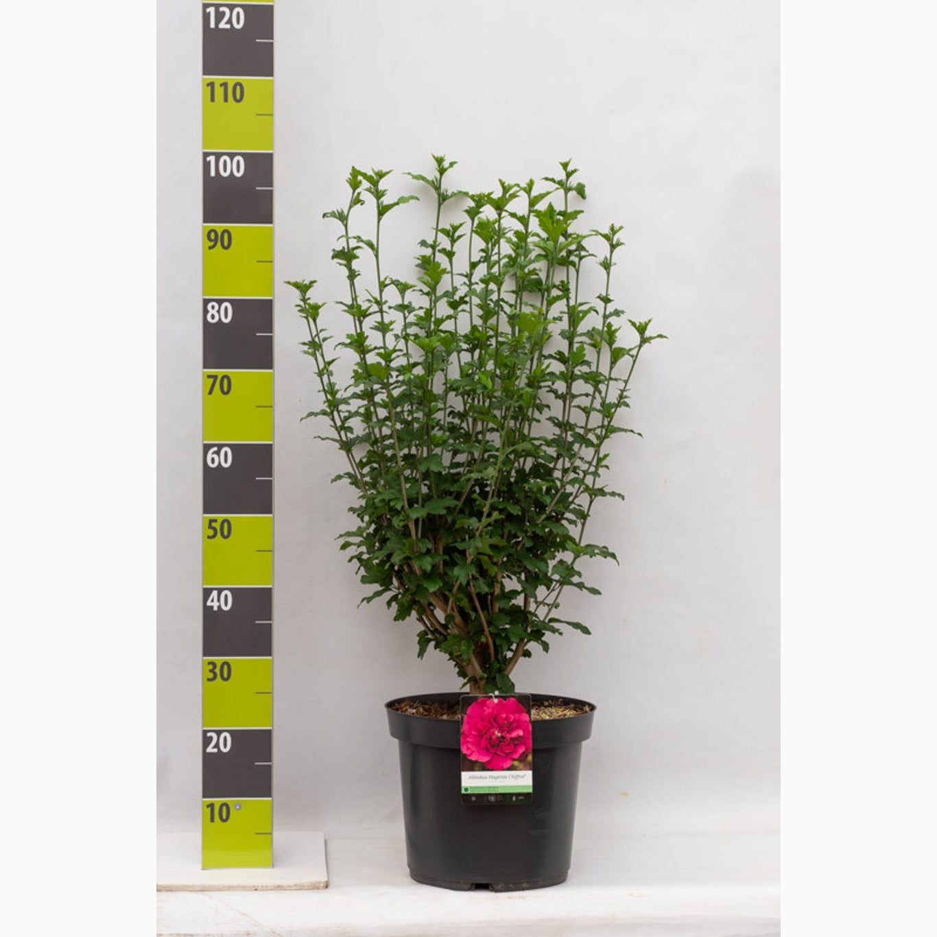 Hibiskus – Hibiscus syriacus 'Magenta Chiffon' - C7.5 60-80 CM