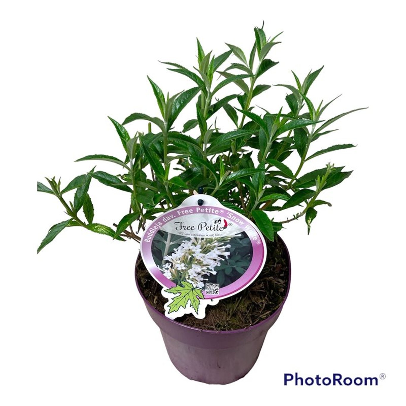 Sommarlilja – Buddleja Free Petite Snow White - C3