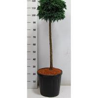 Himalaya-en – Juniperus squamata 'Blue Star' - C25 70 cm. Stam