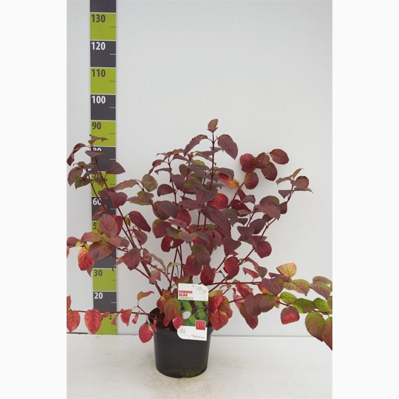 Kornell – Cornus alba 'Sibirica' - C7.5 80-100 CM