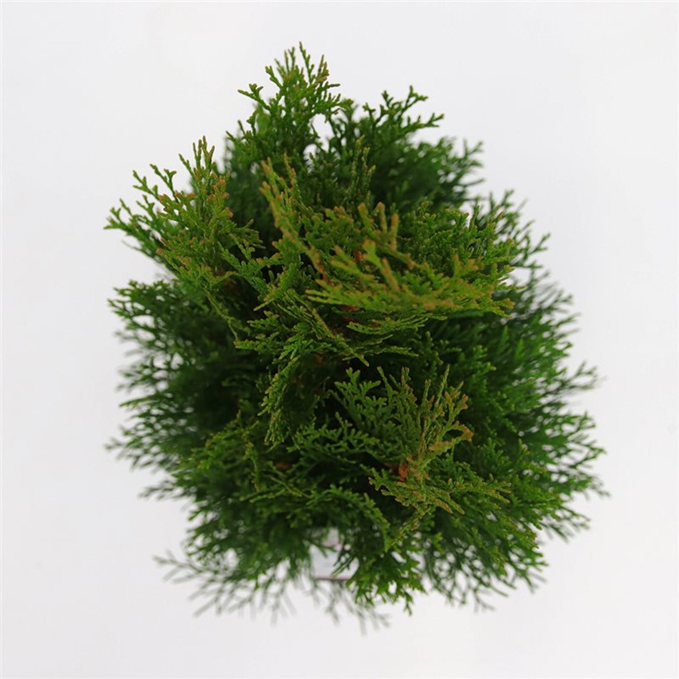 Thuja – Thuja occidentalis 'Smaragd' - C5 60-80 CM