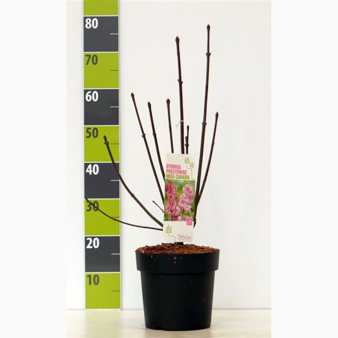 Syren (V); – Syringa vulgaris 'Miss Canada' - C4,6 50-60 CM